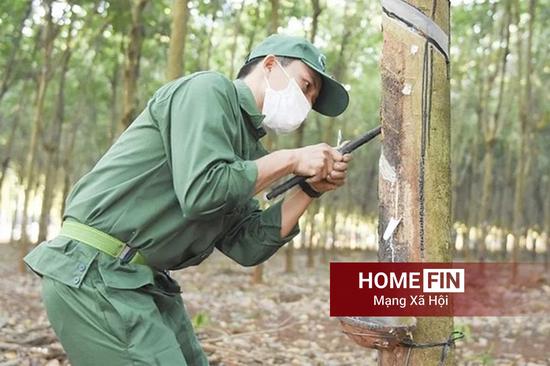 Cập nhật giá cao su hôm nay 23-4-2026 ở trong nước và thế giới mới nhất