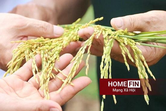 Cập nhật giá lúa gạo hôm nay 23-4-2026 mới nhất